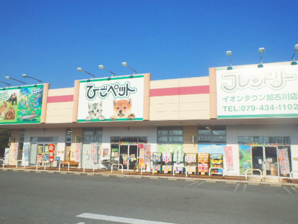 ひごペット加古川店の評判と実態！料金や取扱生体を徹底検証【2026】