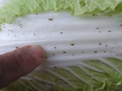 【動画まとめ】 白菜 の 黒い 斑点 2026年最新メディア #672
