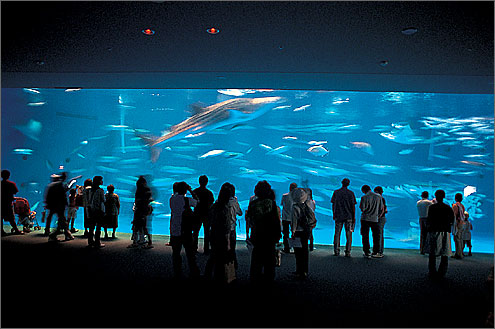 【熱愛】 い お ワールド かごしま 水族館 気になる噂と真相 #764