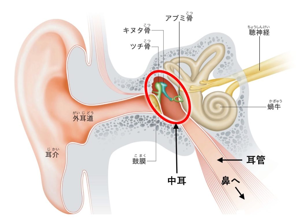 風邪で耳が詰まる原因とは？治らない時の受診目安と正しい治し方