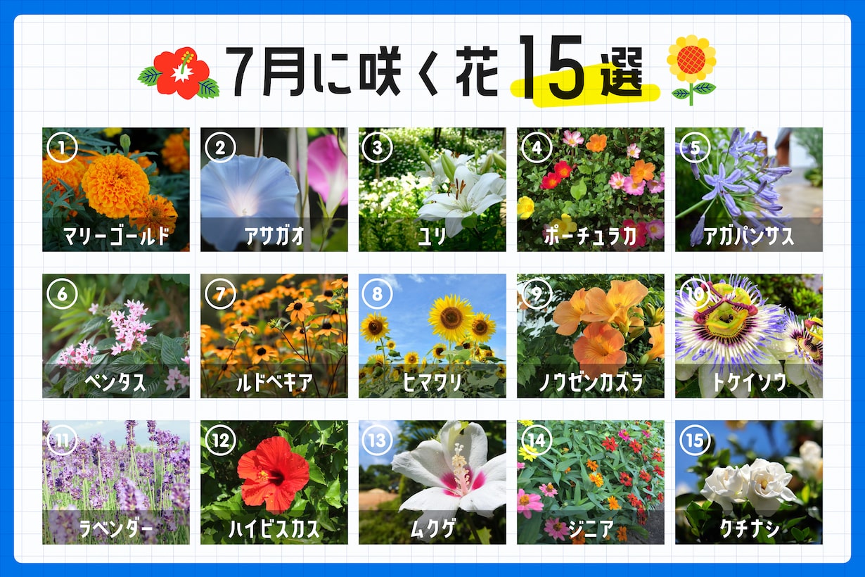 2026年猛暑対策！夏の花の代表種と初心者向けガーデニング徹底解説