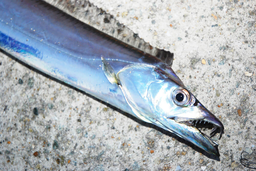 太刀魚の締め方完全解説！刺身の鮮度を極めるプロ直伝の手順