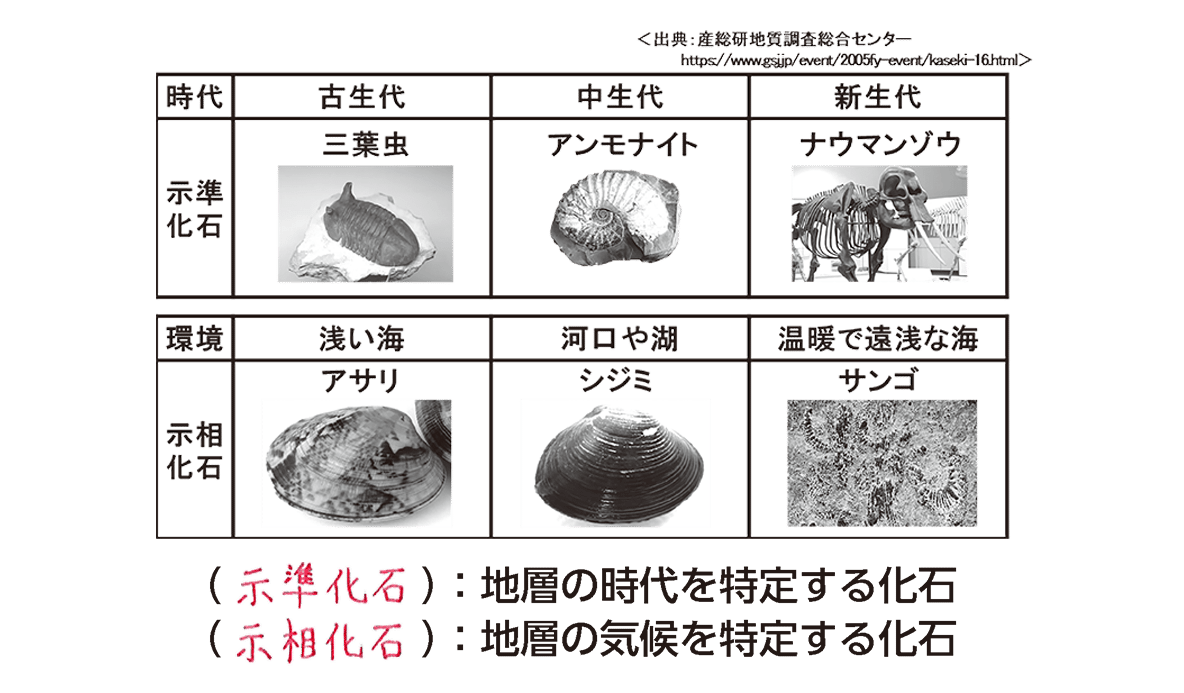 古生代の示準化石を完全攻略！三葉虫とフズリナが語る地球史の真相