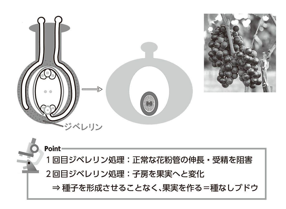 ジベレリンとは？種なしブドウの仕組みから効果・使い方まで徹底解説