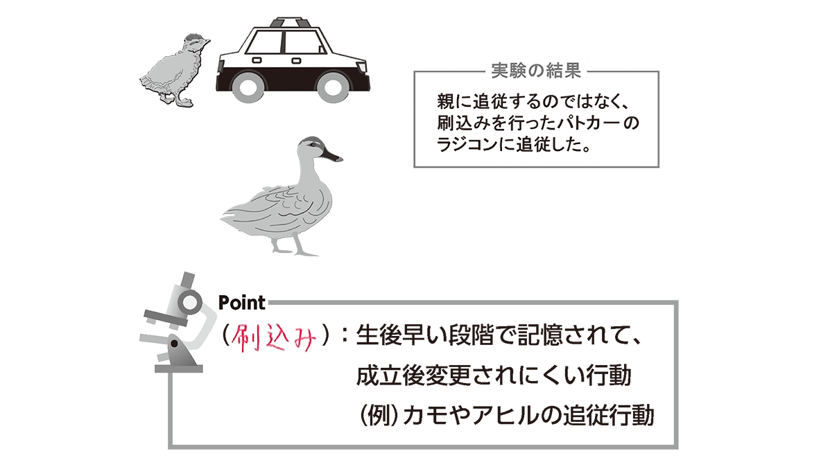 刷り込みの意味を徹底解説｜洗脳と違う3つの真相とは？