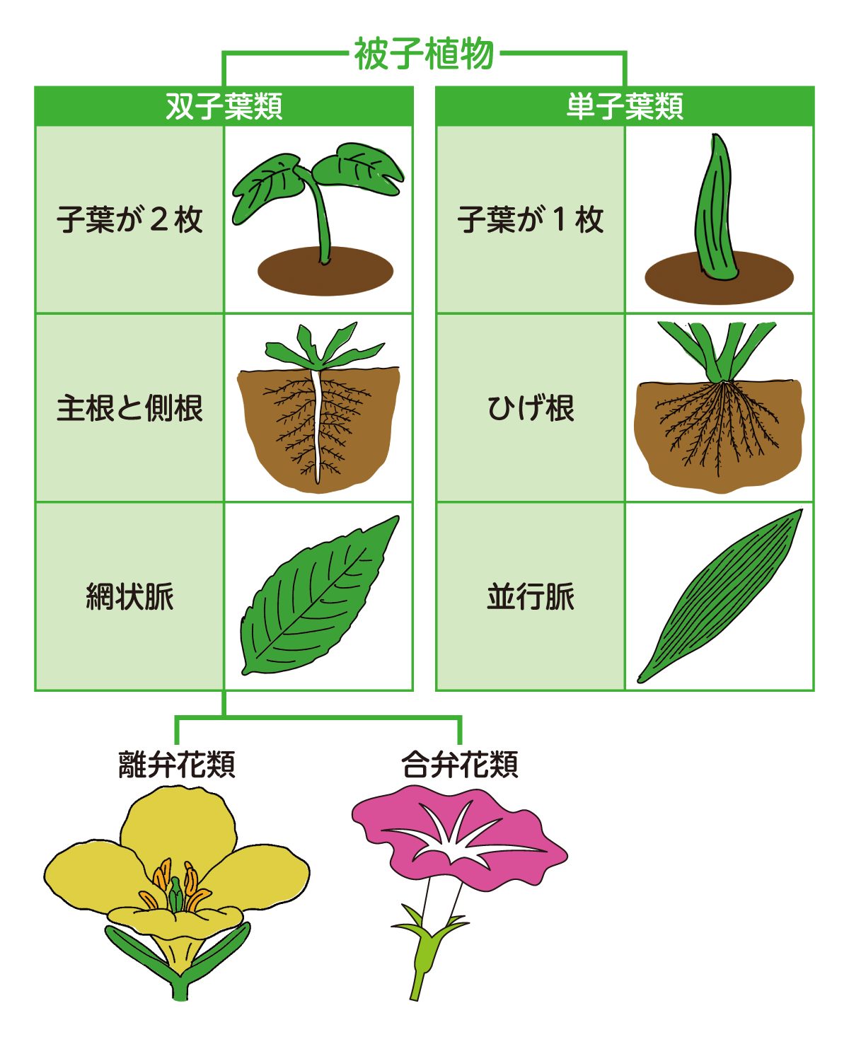 離弁花とは？合弁花との違いや代表例・見分け方のコツを徹底解説