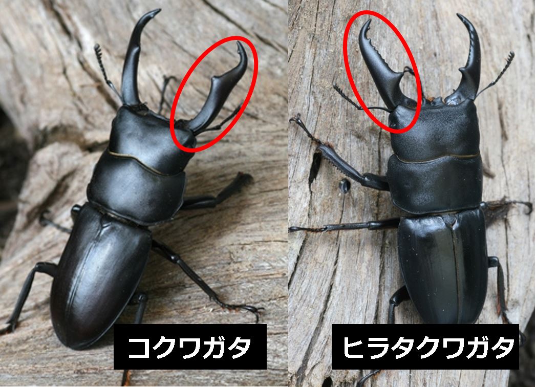 ヒラタクワガタとコクワガタの違いを徹底解剖！小型オスやメスの見分け方
