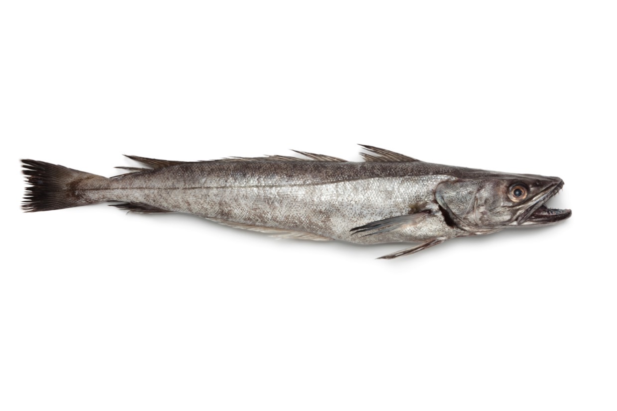 メルルーサとは？給食の白身魚フライの正体と深海魚の危険性を徹底解明