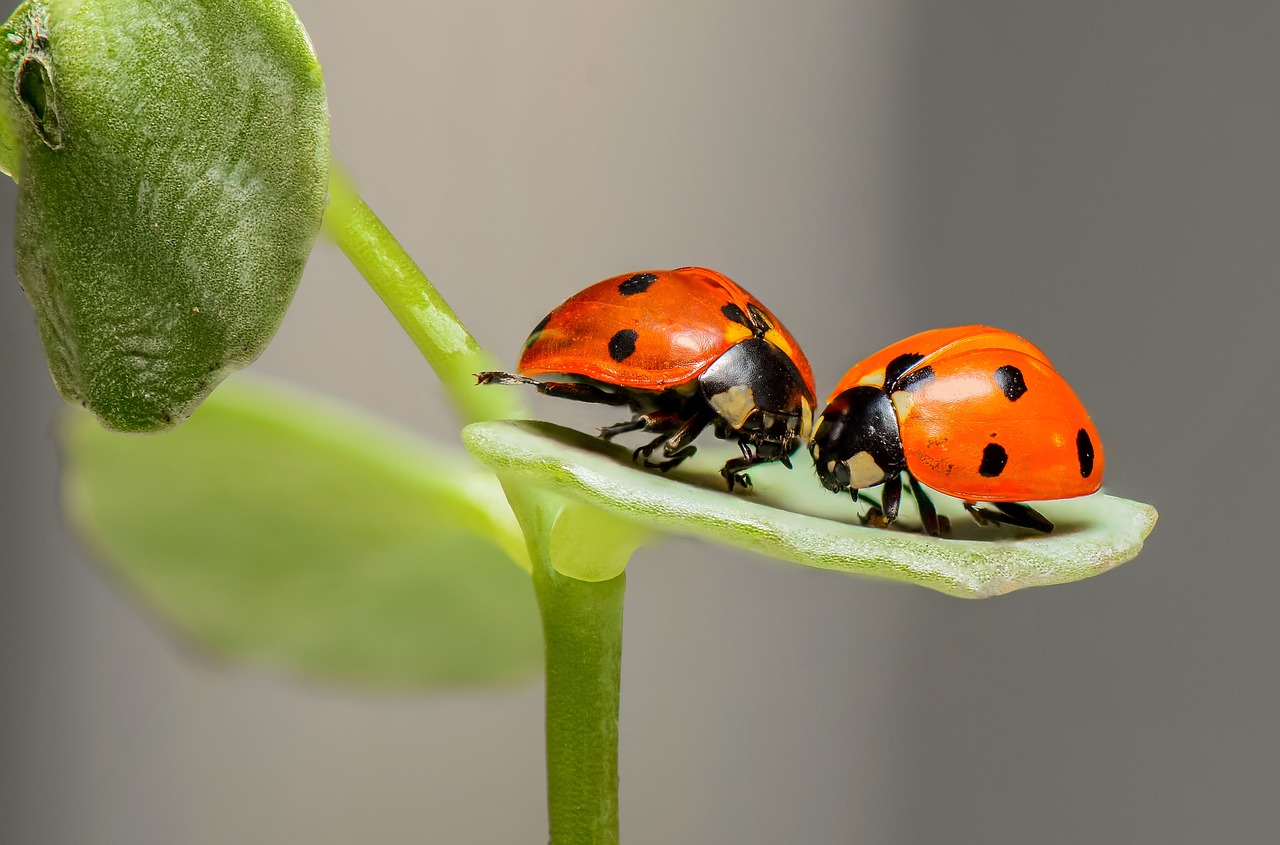 てんとう虫の英語はLadybugだけ？語源と英米の決定的な違い