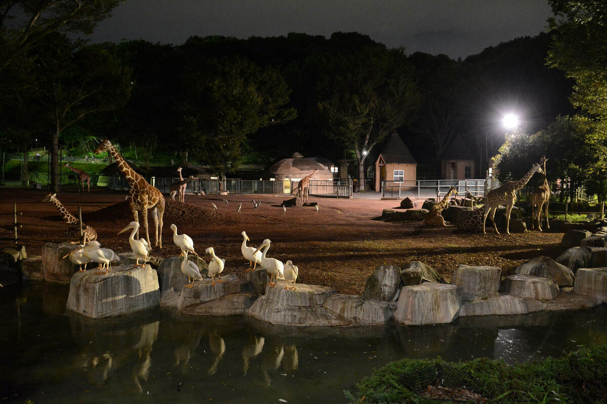 夜の動物園2026最新攻略！昼と違う生態の真相と混雑回避術