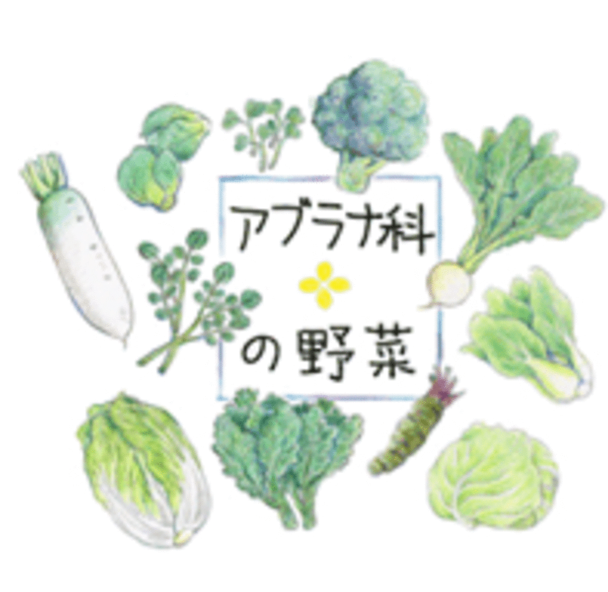 アブラナ科野菜の効能と食べ過ぎの罠｜甲状腺への影響と正しい食べ方
