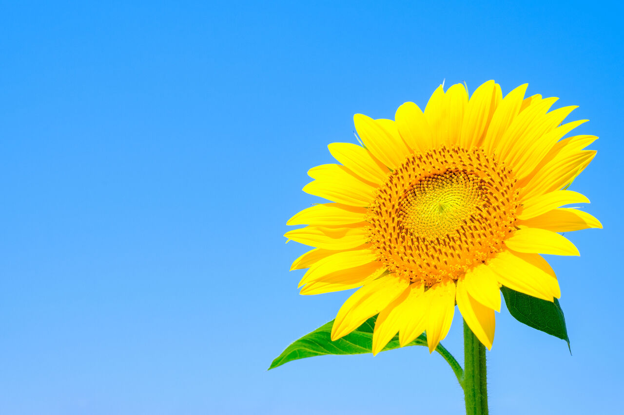 向日葵の花言葉と怖い意味の真相｜本数と色で激変するギフトの落とし穴