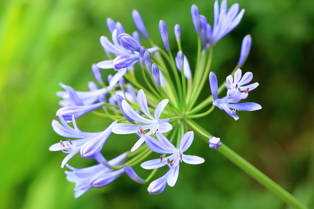 アガパンサスの花が咲かない決定打！毒性の真相と2026年最新栽培法