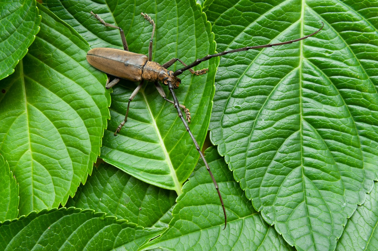 カミキリムシは何を食べる？成虫・幼虫のエサの違いと庭木の食害対策