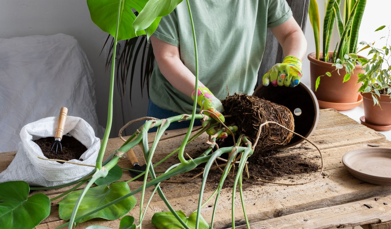 モンステラ植え替えで失敗する理由とは？枯らさない土選びと手順の全貌