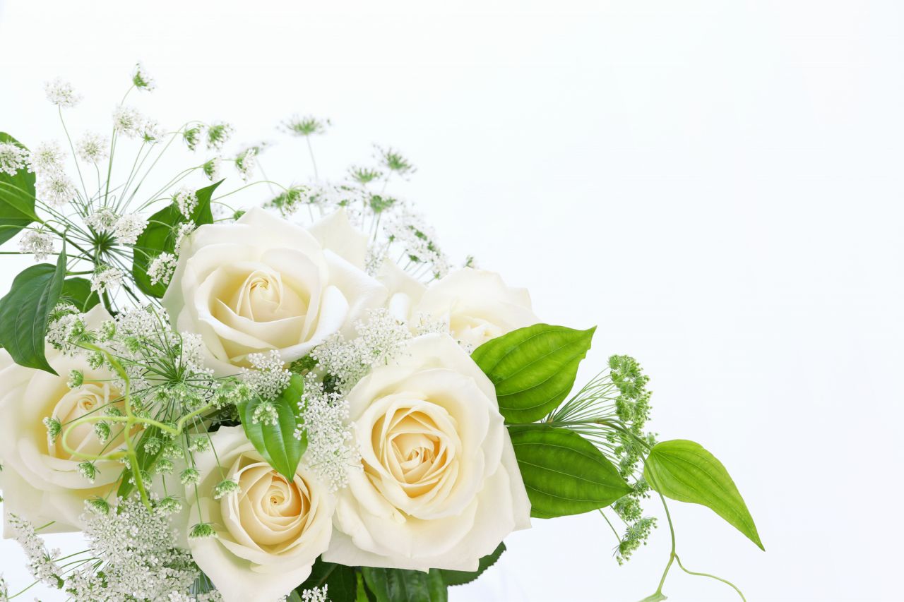 白バラの花言葉に怖い意味？純潔の裏にある真相と本数別の全貌【2026】
