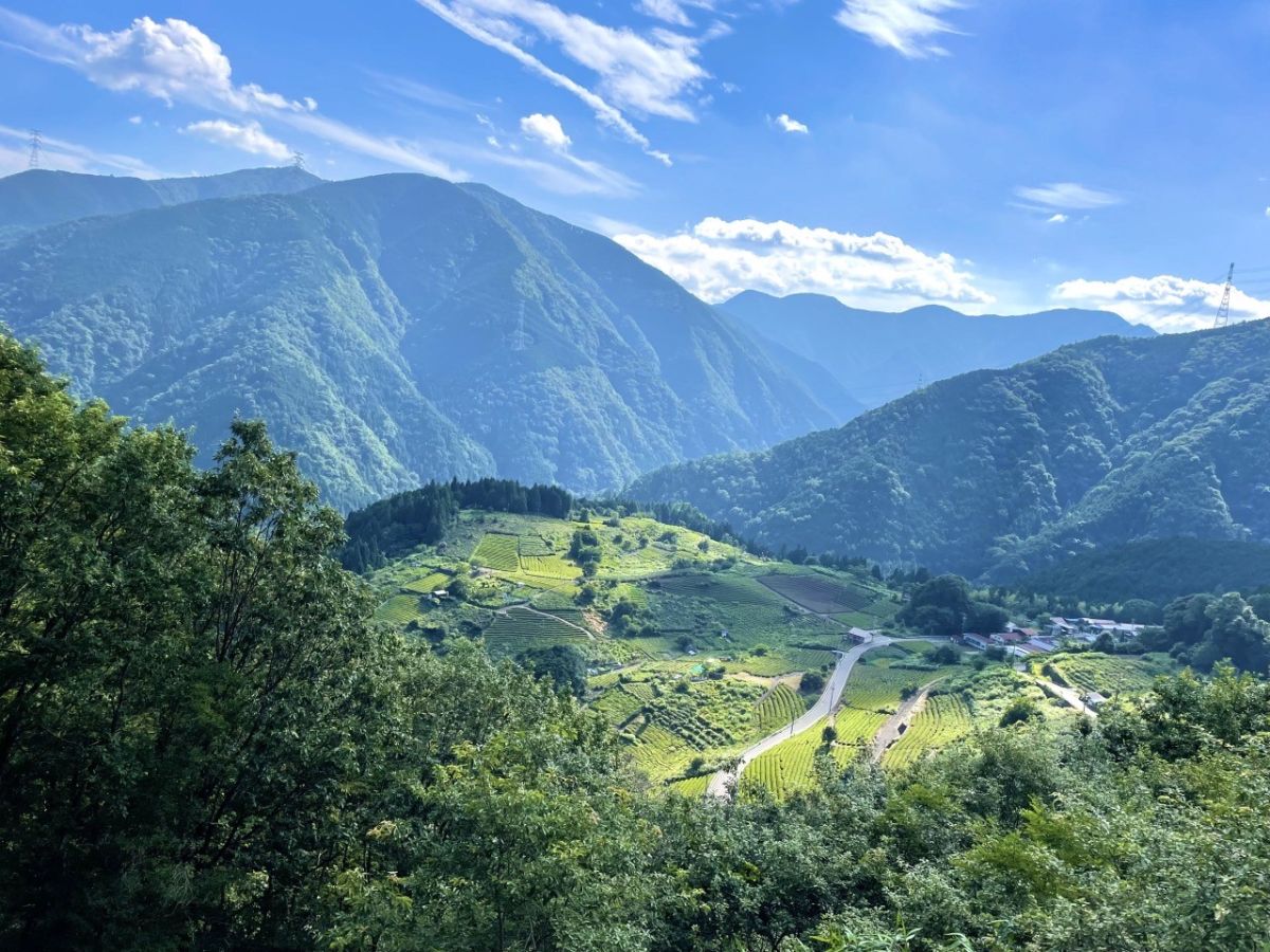 岐阜のマチュピチュ天空の茶畑｜絶景の見頃と難関ルートを徹底解剖