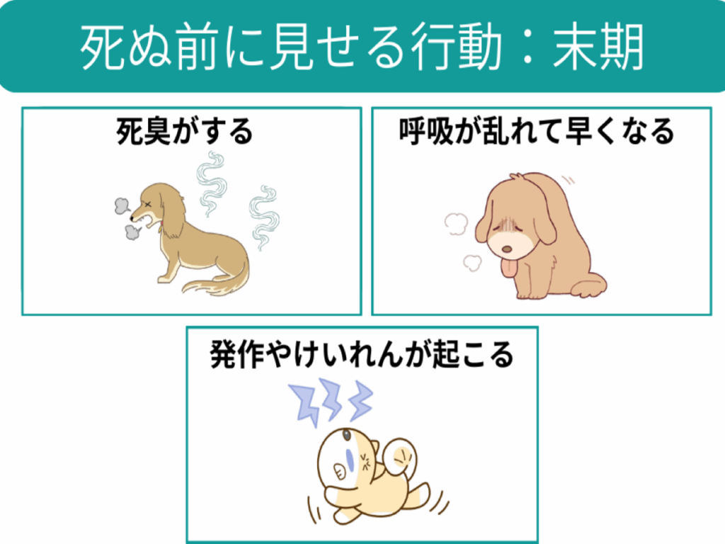 犬が死ぬ前の行動と最期のサイン｜後悔しない看取り方と臨床現場の真実