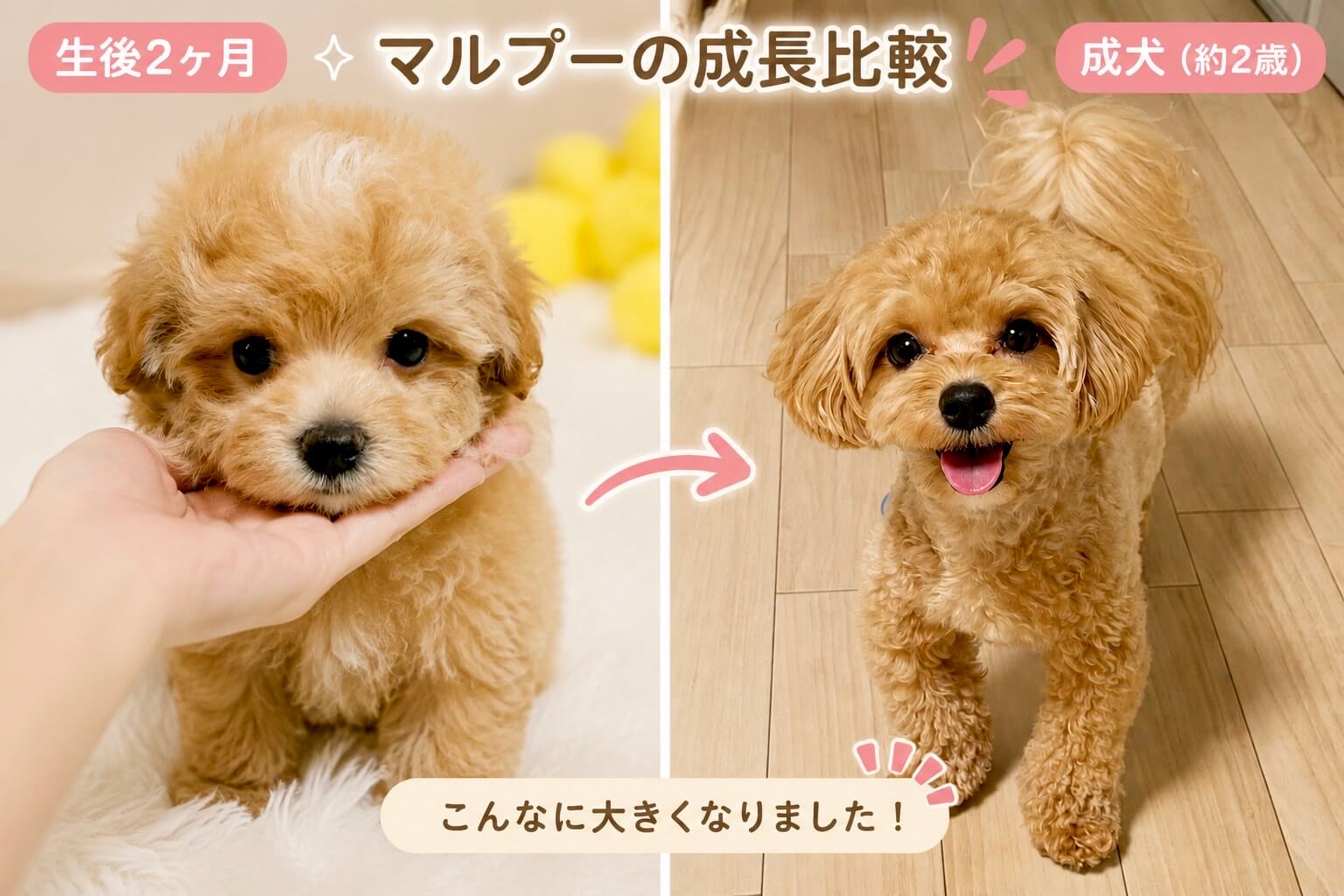 マルプー成犬は可愛くない？体重・毛色の変化と後悔しない飼育の真相