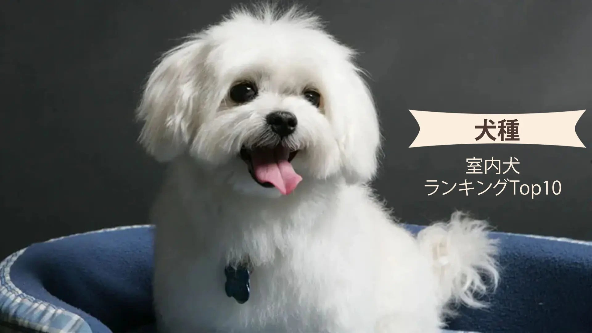 室内で飼いやすい犬ランキング2026！留守番と抜け毛の盲点10選