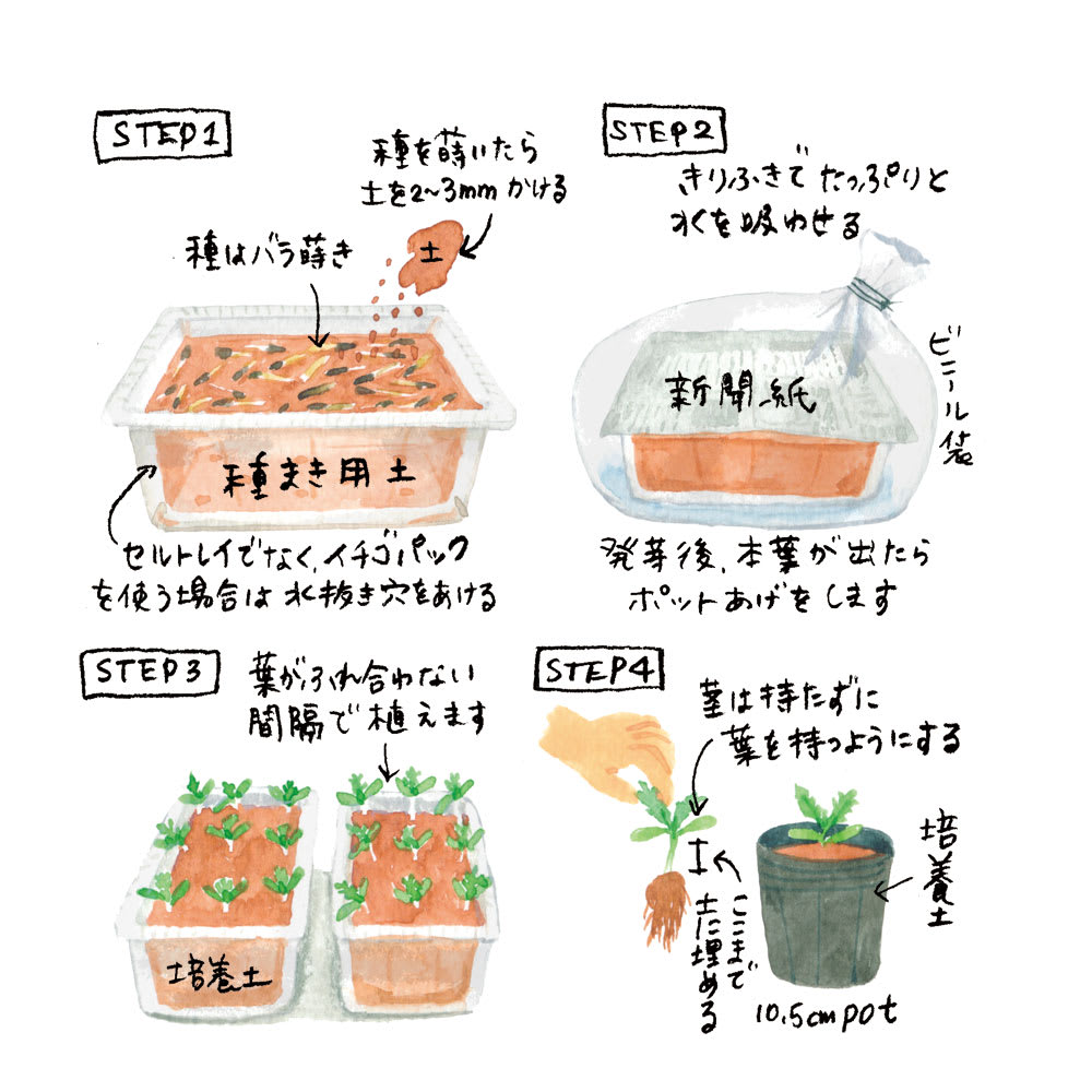 マリーゴールド種まき完全ガイド！発芽の失敗を防ぐ2026年最新の極意
