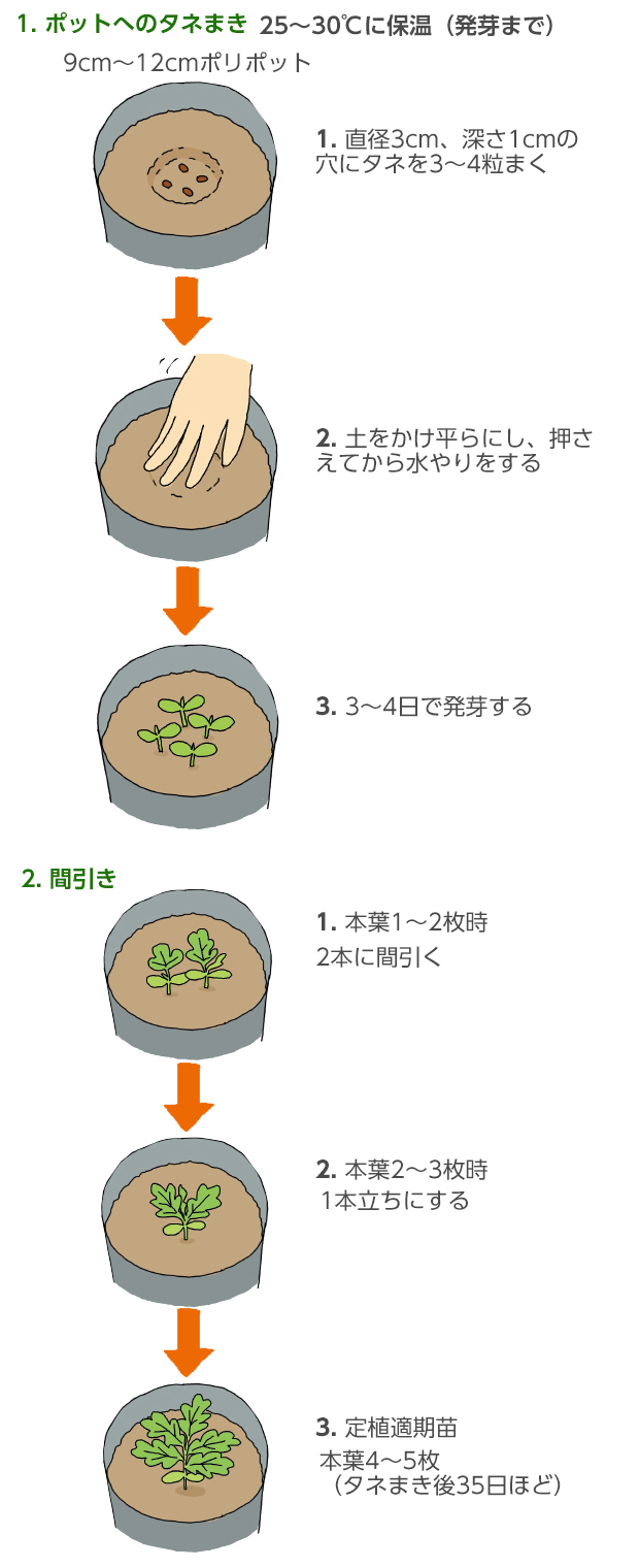 食べたメロンの種から育てる！プランター栽培の全手順と甘く実らせる秘訣