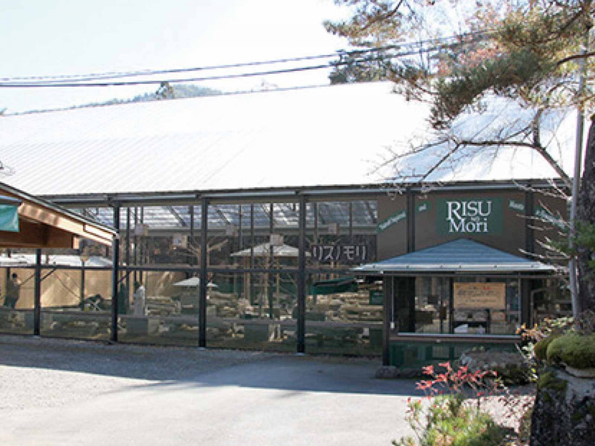 飛騨高山「リスの森」完全攻略！餌やり裏ワザと混雑回避法【2026】