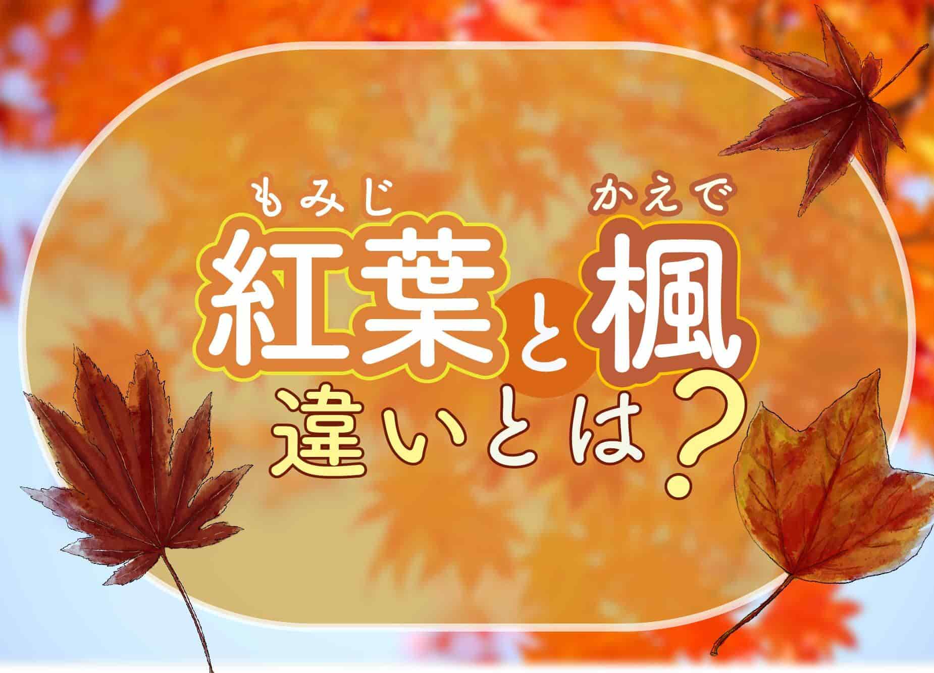 楓とは？モミジとの決定的な違いや意外な花言葉・名付けの真相を徹底解説！