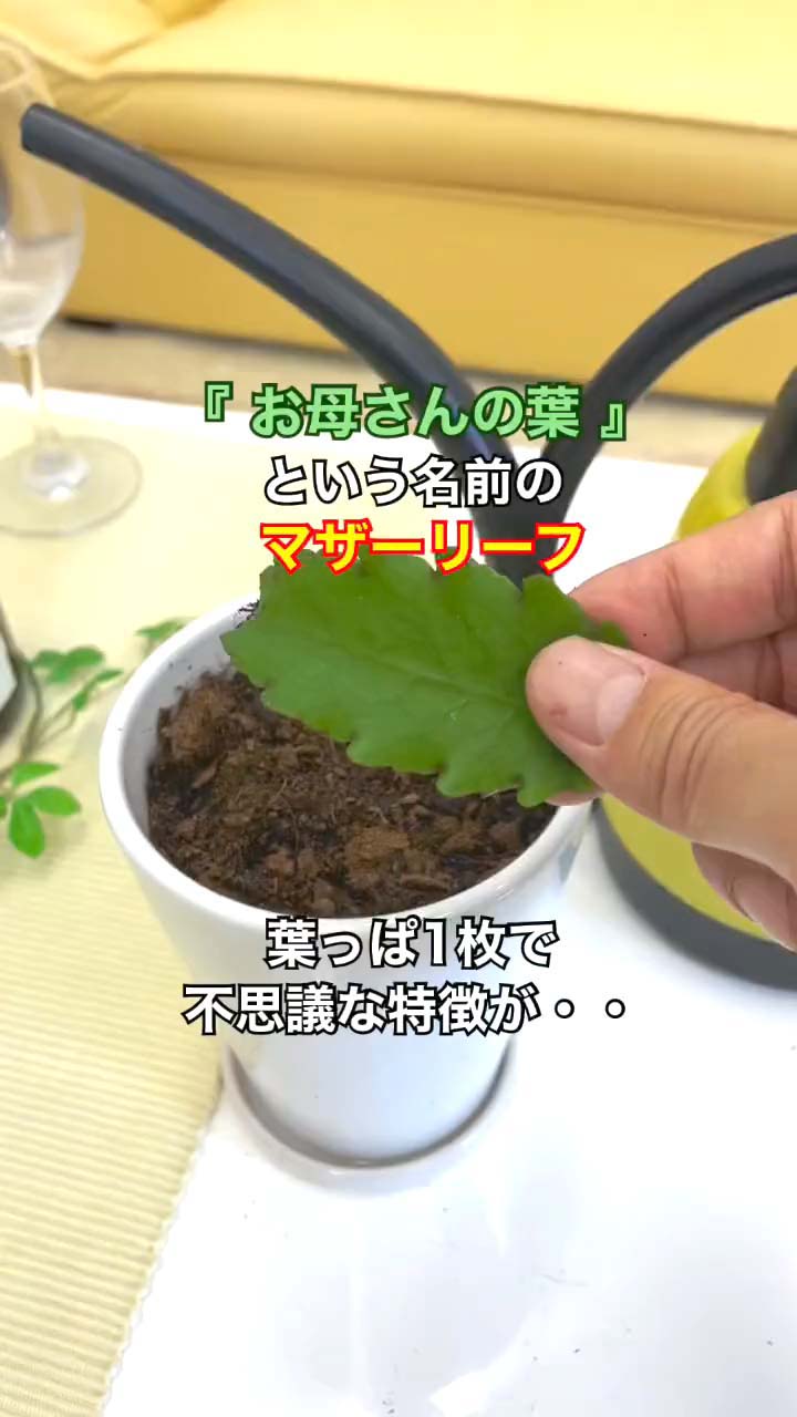 マザーリーフの育て方完全ガイド｜芽が出ない原因と冬越しの秘訣