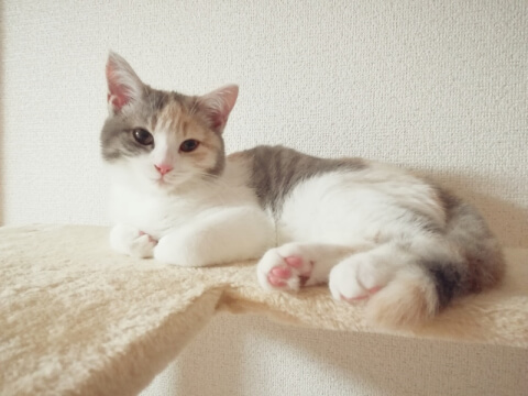 【話題】 小さい 猫 種類 徹底解説＆真相まとめ #640