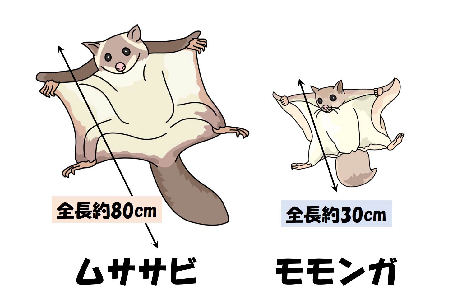 猫と小鳥の体格差？ムササビとモモンガの違いと見分け方を徹底比較
