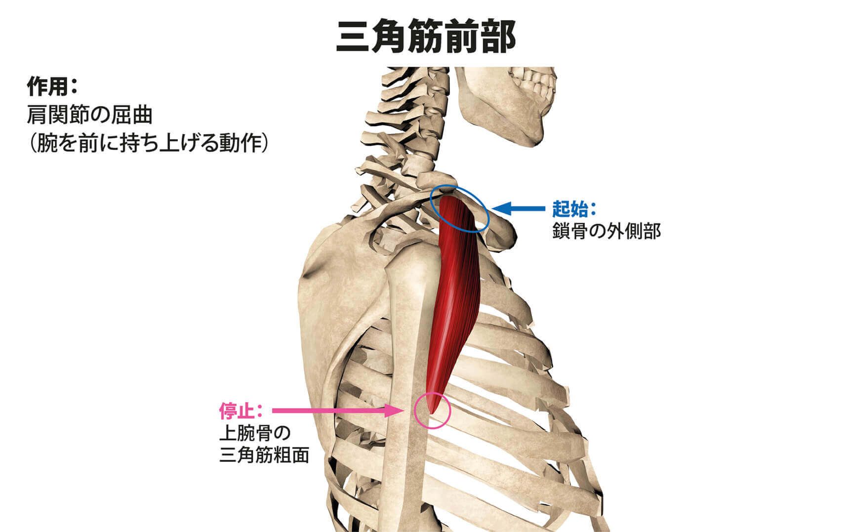 上腕骨三角筋粗面の位置と触診法｜肩の痛みに潜む罠をプロが徹底検証