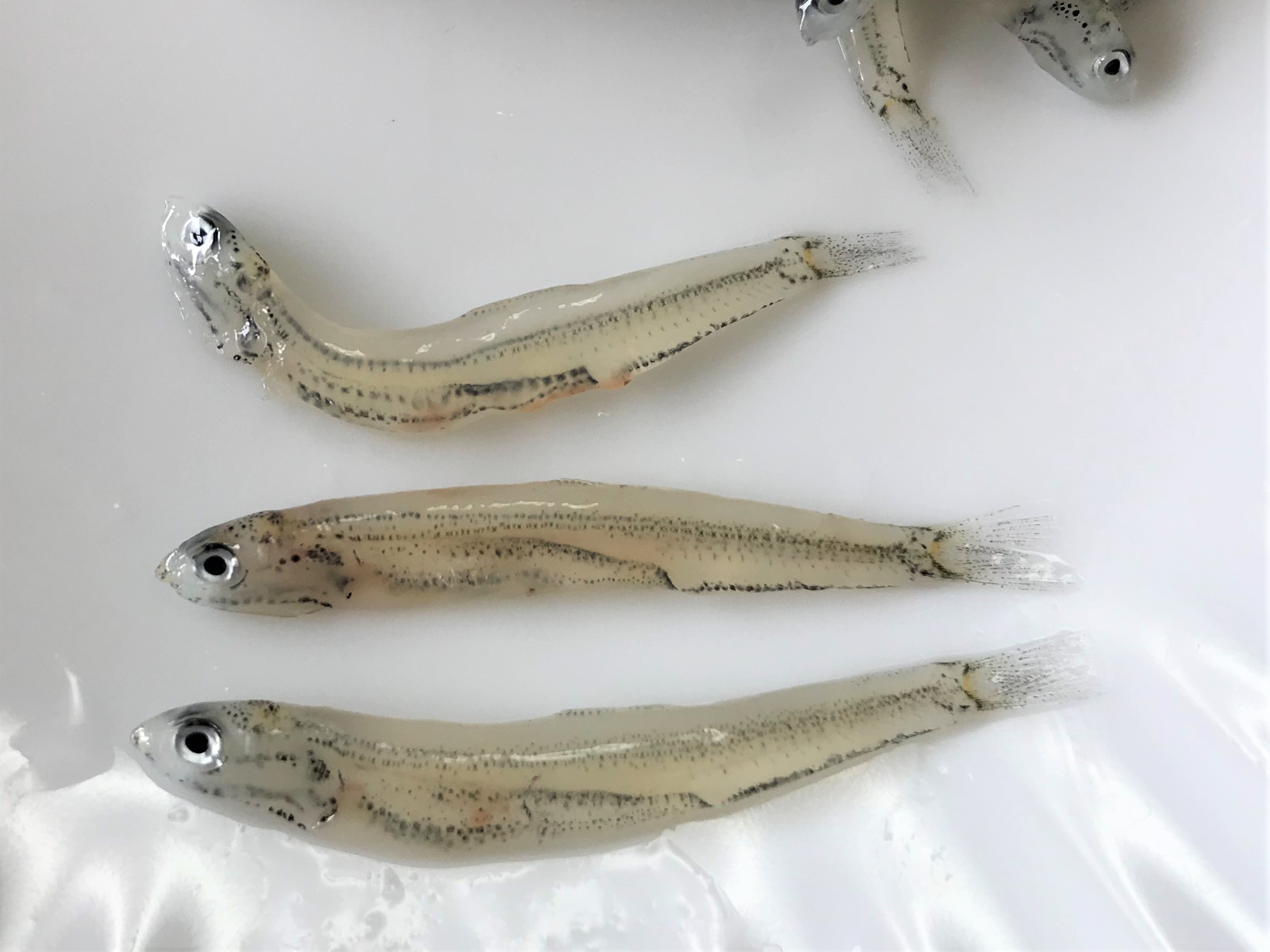 しらすは何の稚魚？イワシだけじゃない正体とちりめんじゃこの真実