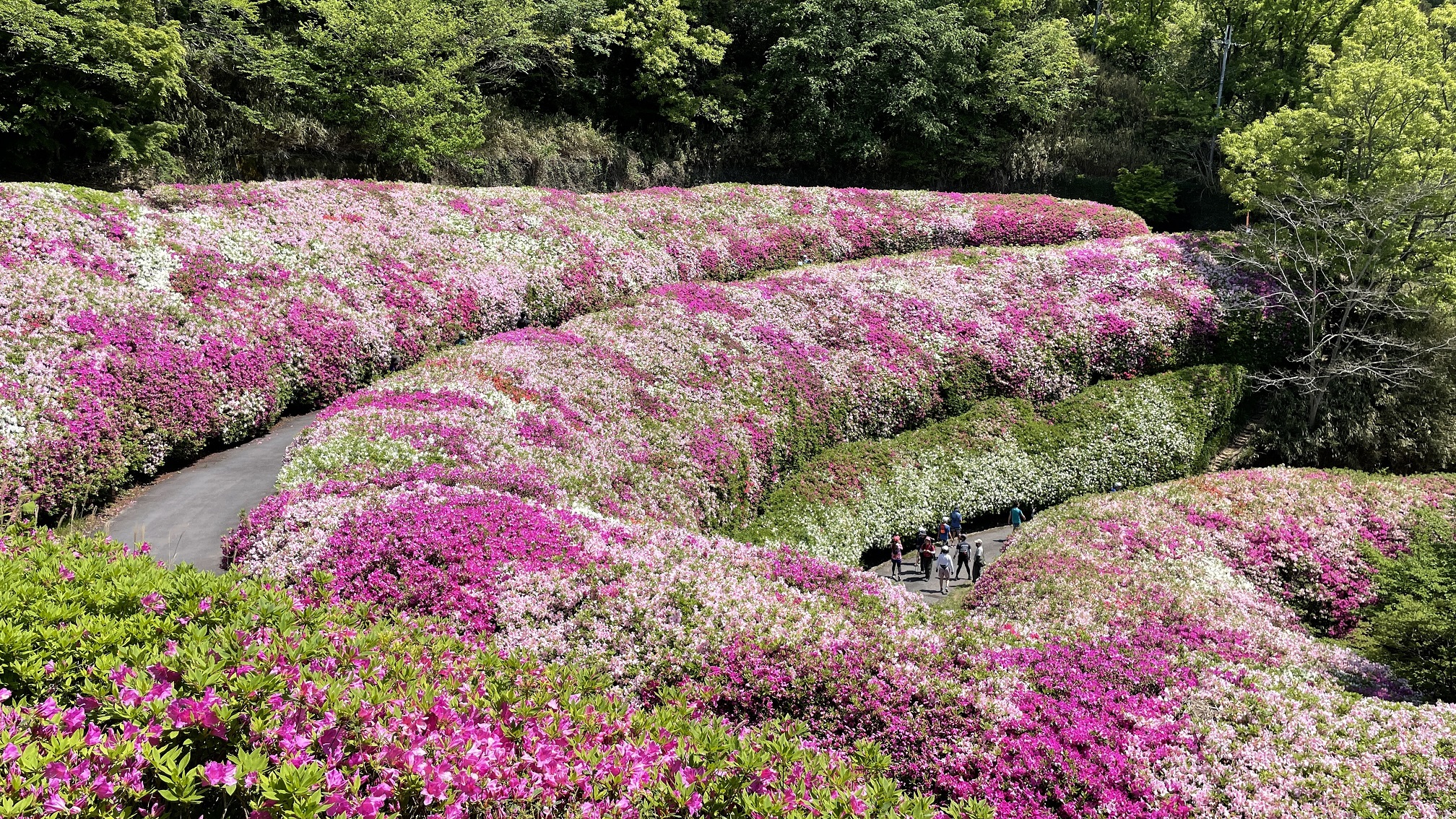 なるかわ園地つつじ園2026見頃と開花状況！つつじロール鑑賞と登山道