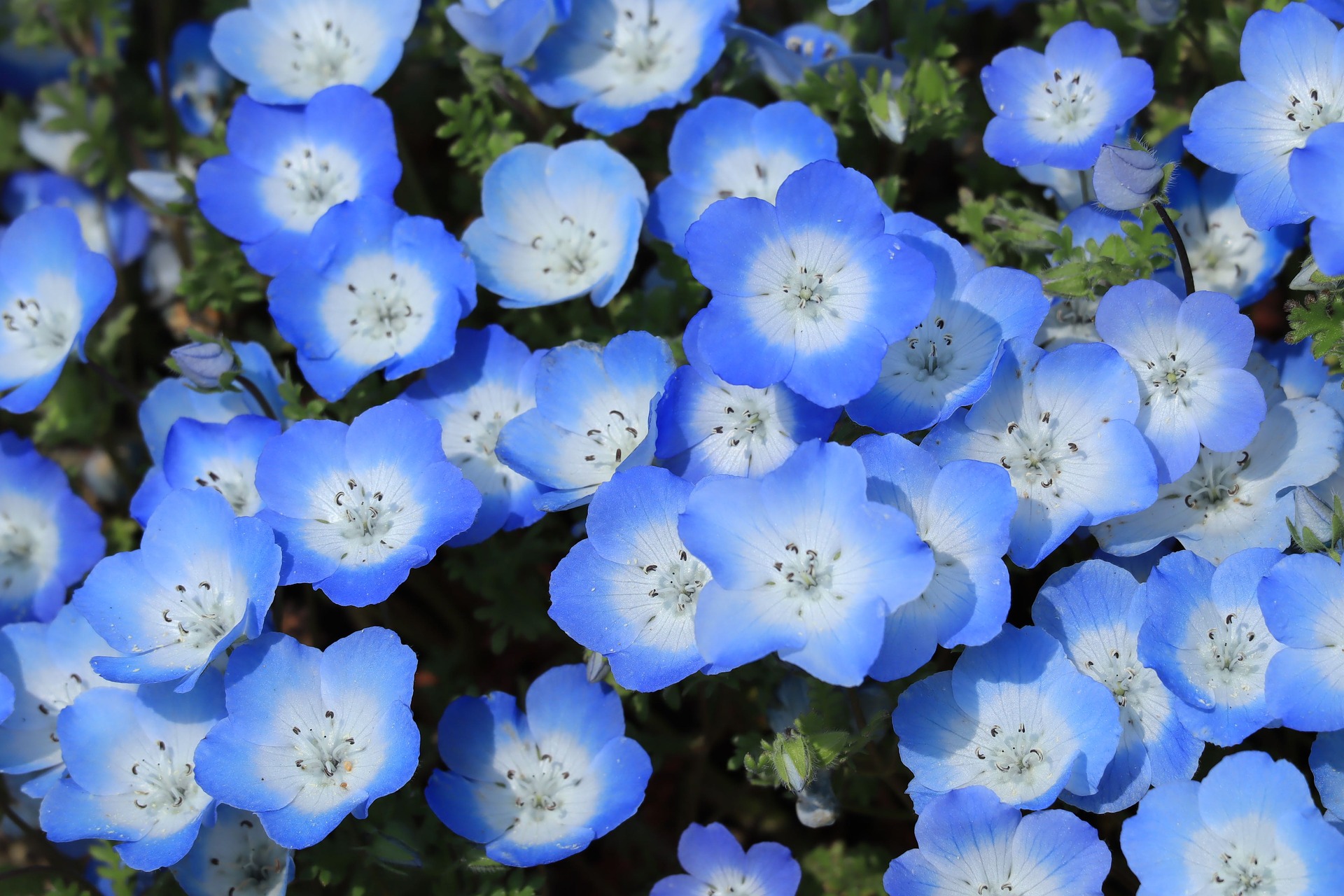 ネモフィラの花言葉は怖い？「あなたを許す」の真相と神話の悲劇を追う