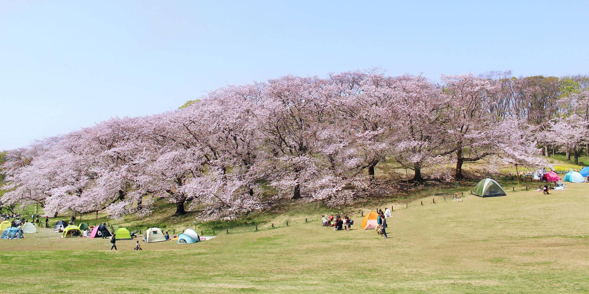 根岸森林公園の魅力と旧競馬場遺構の現在｜駐車場や見頃まで現地徹底検証