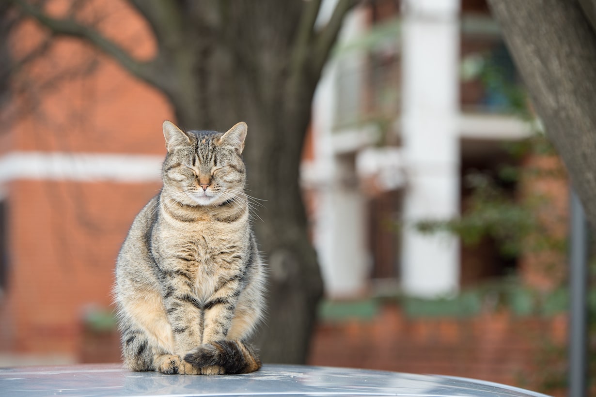 愛猫の座り方でわかる心理と病気サイン｜香箱座りやスコ座りの真相