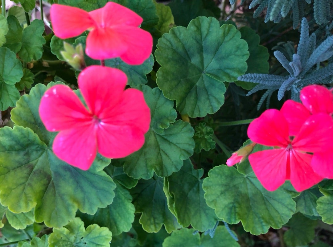 虫除けの花ゼラニウムは効果ない？蚊が嫌う成分の真相と最強の置き場所
