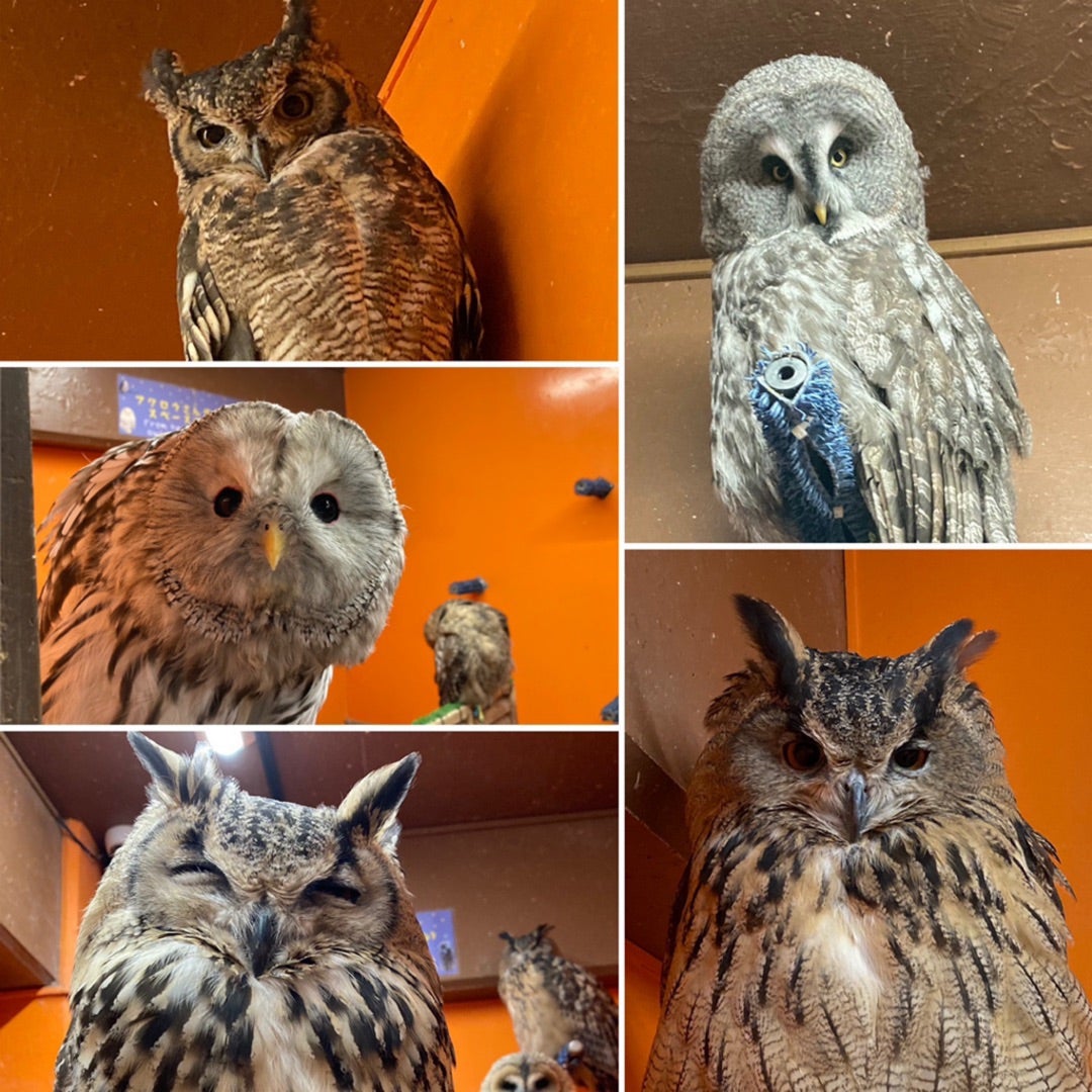 ミミズクとフクロウの違いとは？羽角の謎と例外を徹底解剖
