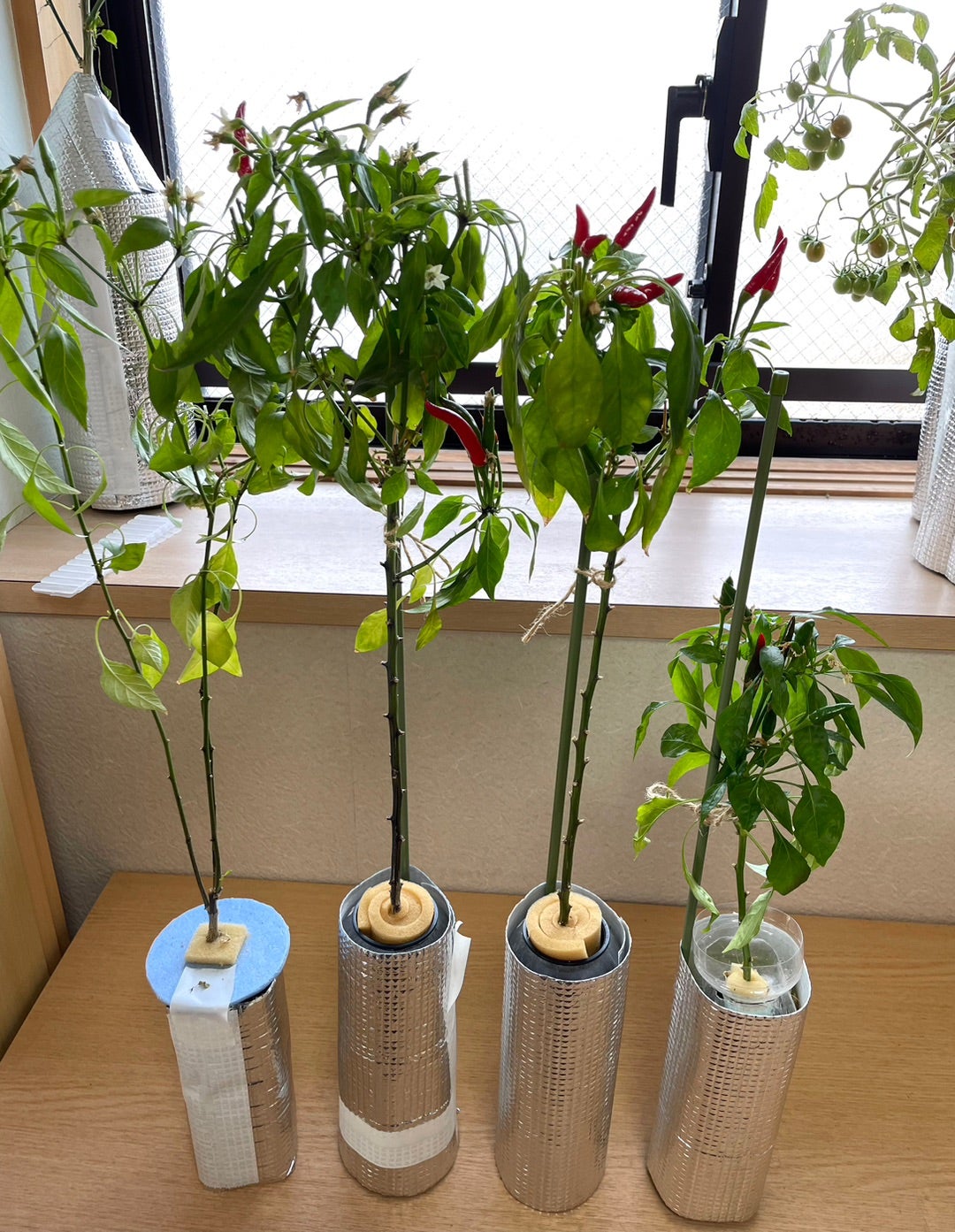 鷹の爪の育て方決定版！実がつかない謎を解く大量収穫と長期保存の裏技
