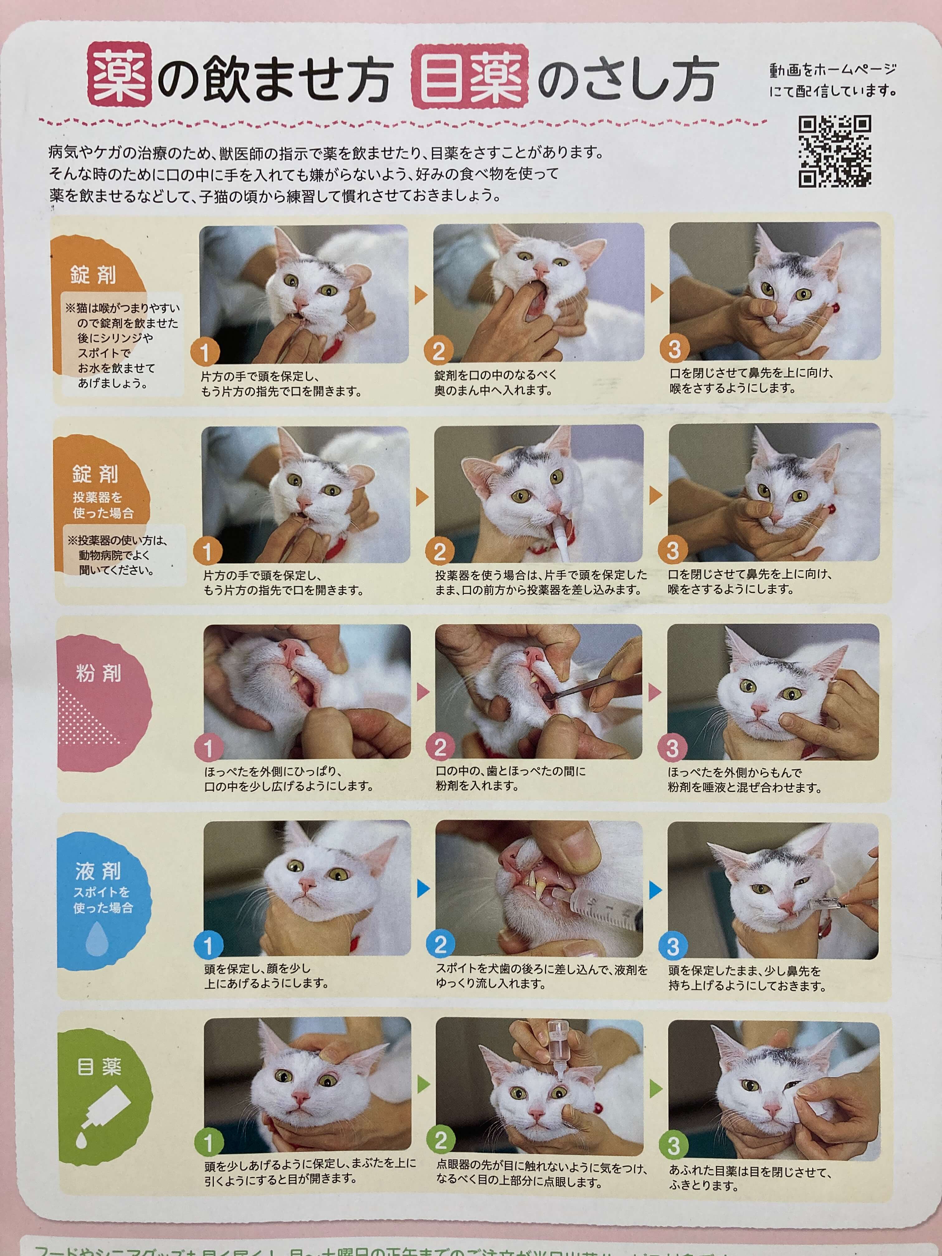 猫の薬の飲ませ方完全ガイド！暴れる・吐き出す愛猫への対処法と裏ワザ