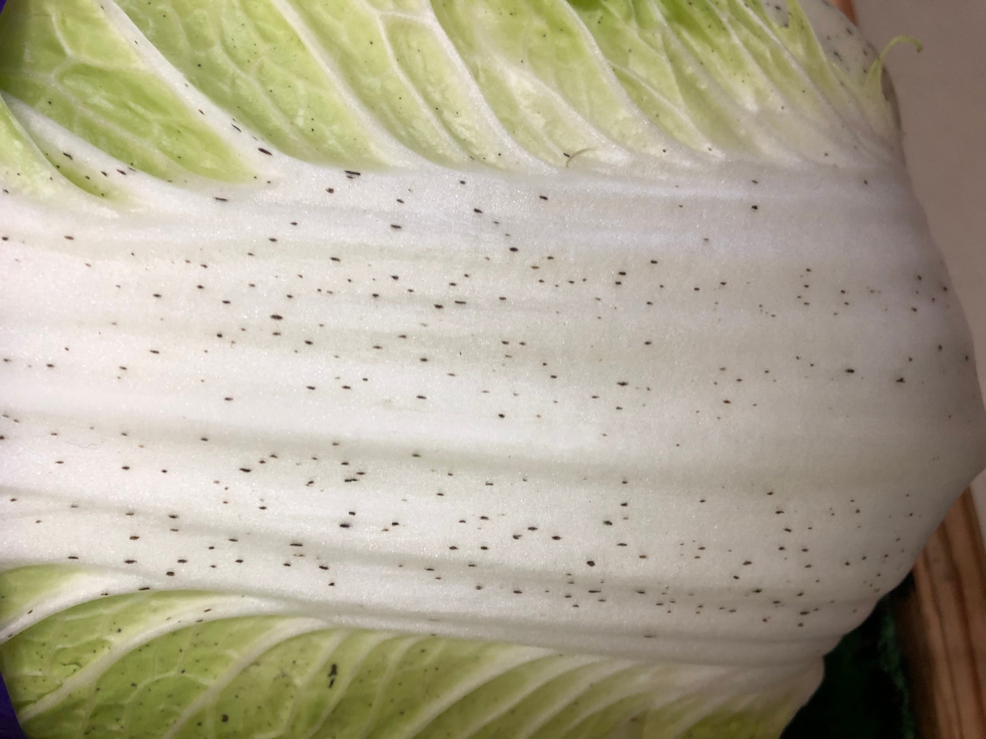 白菜の黒い点は食べられる？ゴマ症の正体と黒カビの見分け方
