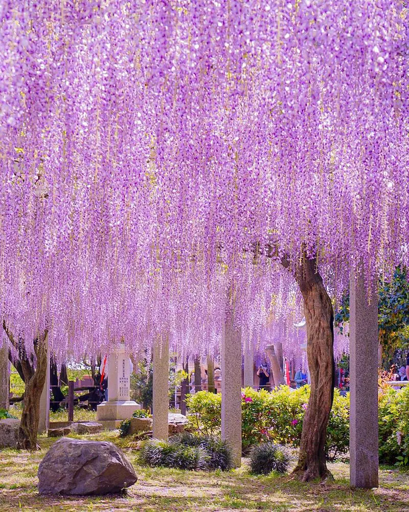 2026年最新の藤の花名所12選！絶景見頃とライトアップ穴場完全ガイド