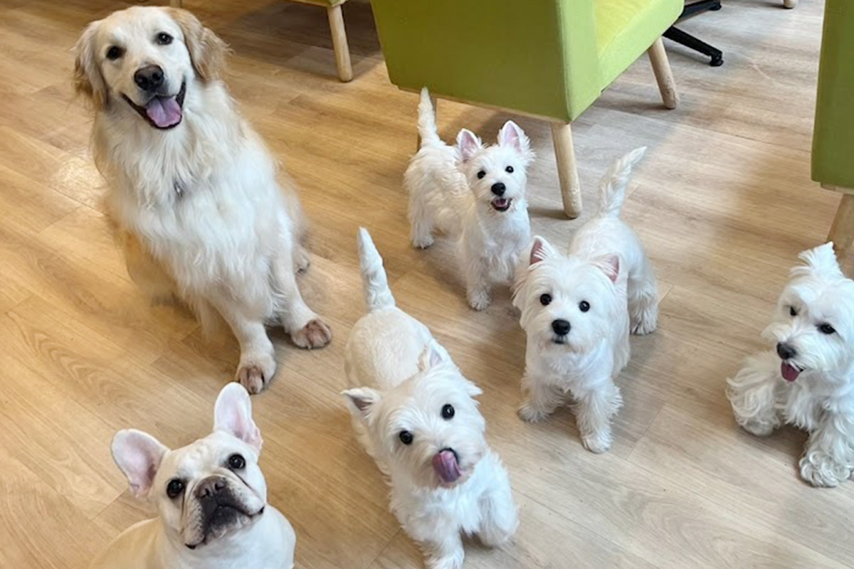 大阪の犬カフェ徹底比較！愛犬同伴からふれあい・保護犬まで厳選2026