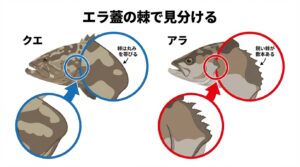 【プロフィール】 クエ と アラ の 違い 2026年最新芸能速報 #775