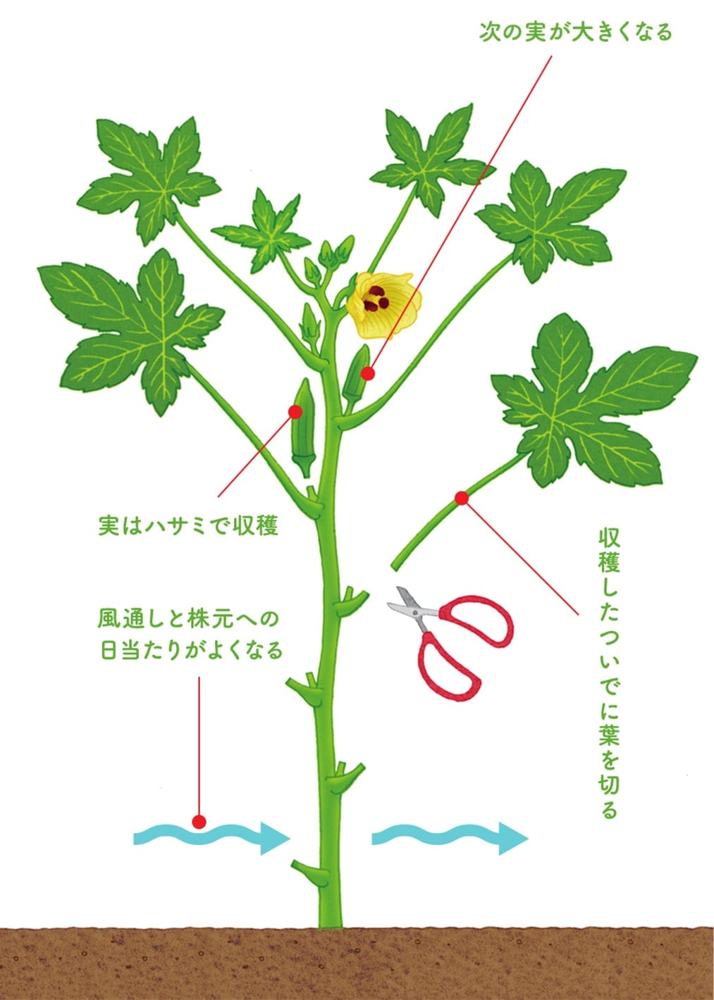 オクラの水やりは毎日厳禁？猛暑を越えるプランターと地植えの鉄則