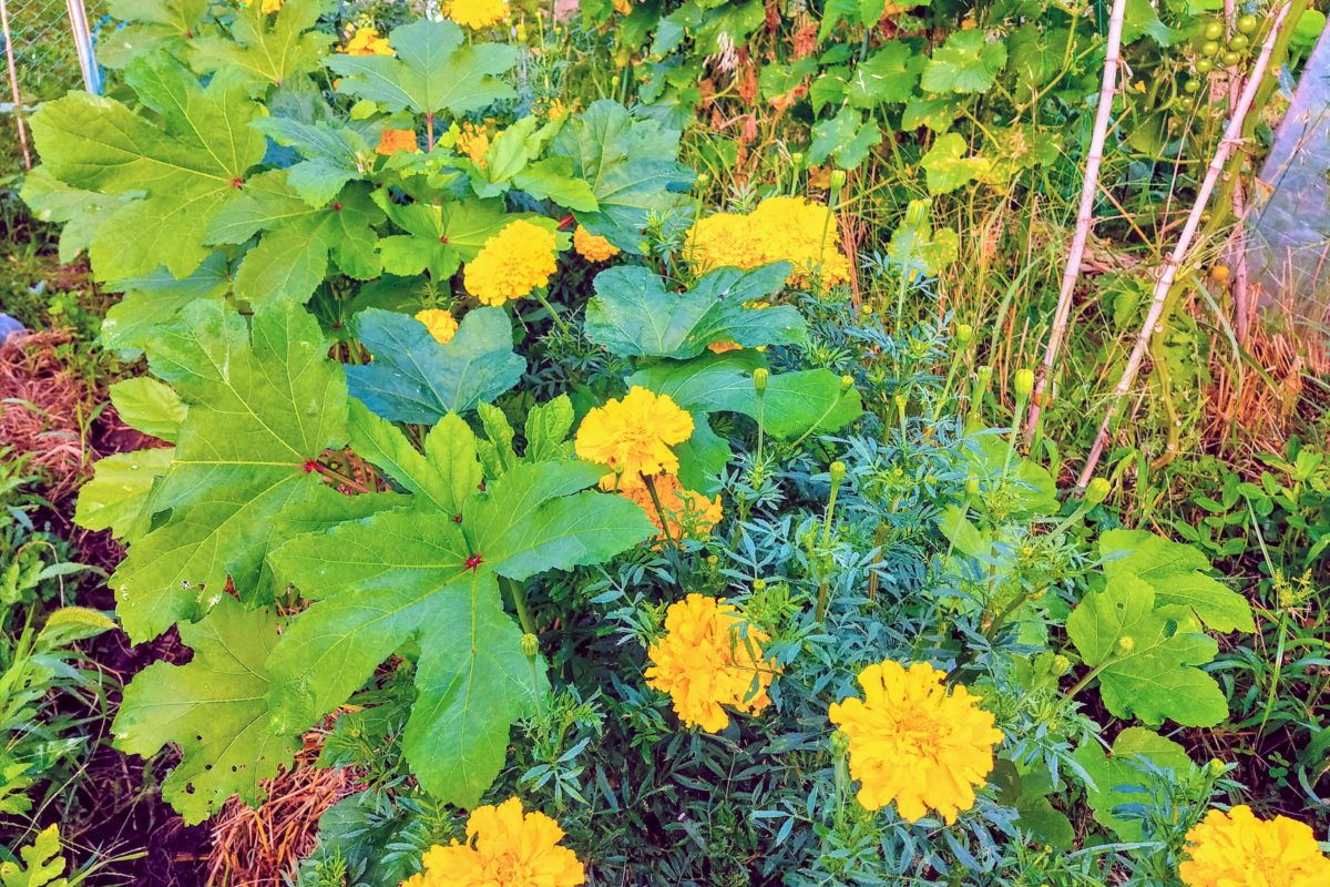 オクラのコンパニオンプランツ決定版！収穫激増の混植術とNg野菜