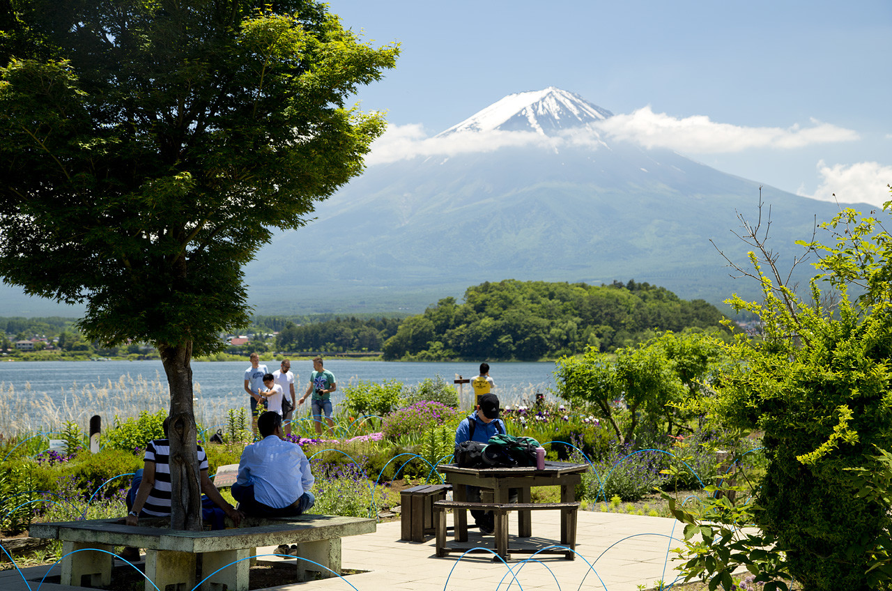 河口湖大石公園の絶景完全ガイド！コキア・ラベンダー見頃と混雑回避法