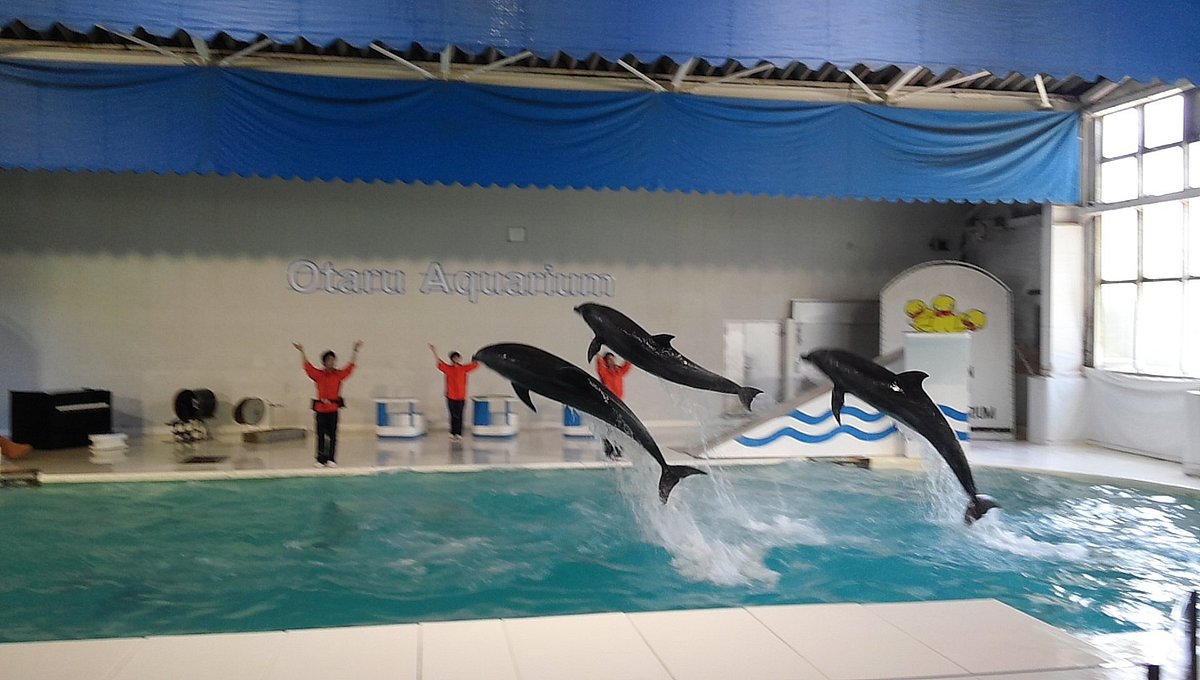 豪快な海獣ショーとペンギン散歩！おたる水族館の完全攻略ガイド