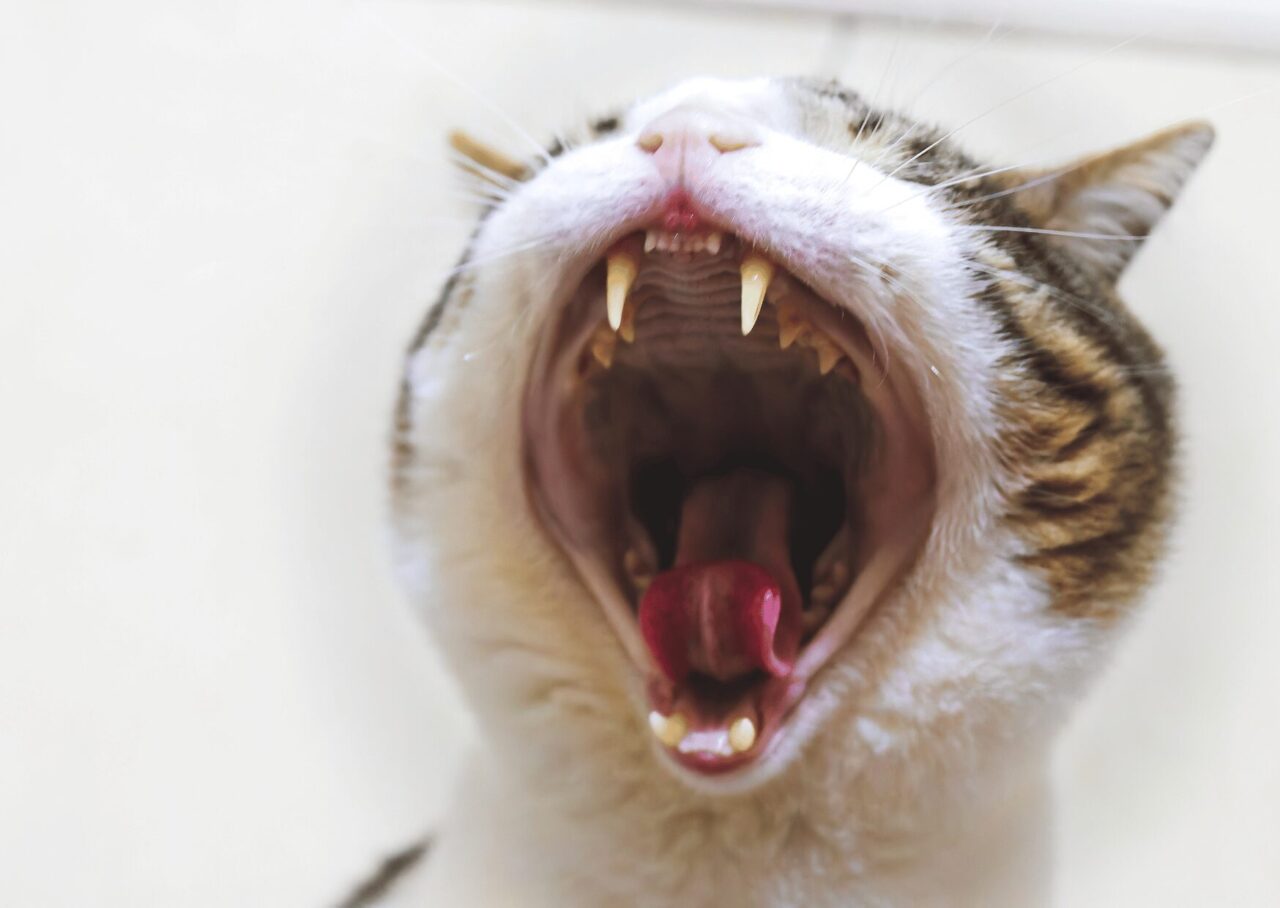 猫の歯茎が赤いのは放置Ng！愛猫の口元に潜む激痛と抜歯の危機